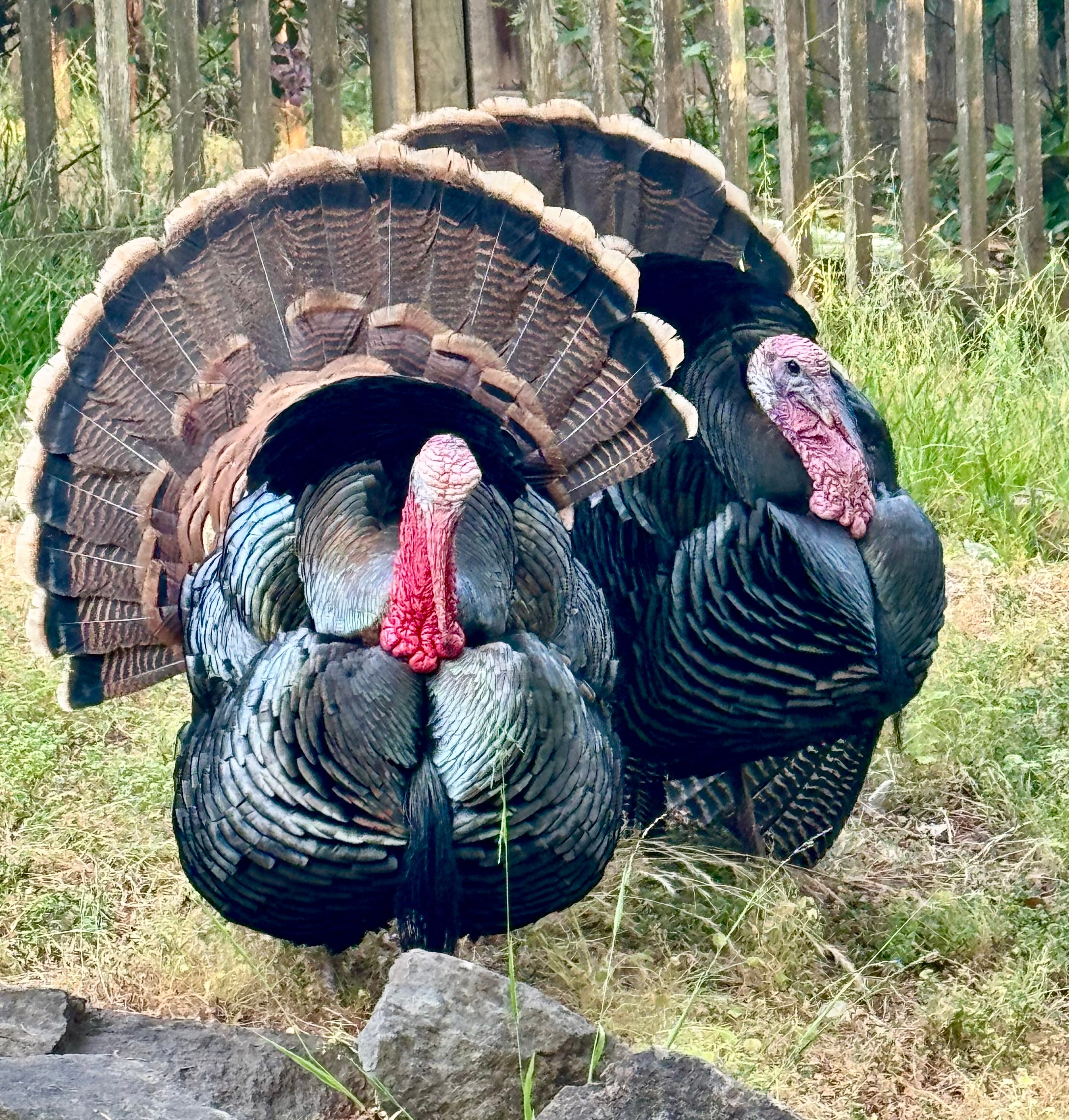 Skin, Collagen, and the Real Cost of Fried Foods and Meat: What Every Hunter and Fast-Food Fan Should Know